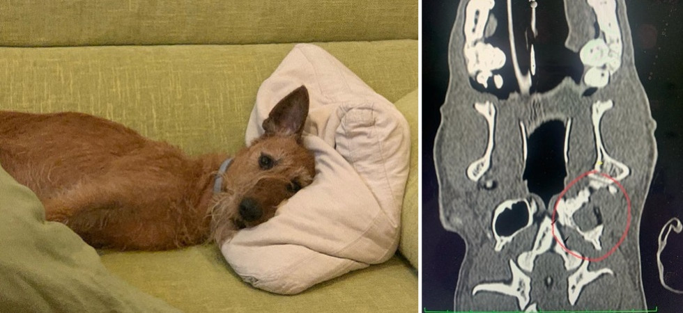 La cagnolina “Qila” arriva dal Belgio per farsi operare un tumore: “Intervento molto delicato ma è andato tutto bene”
